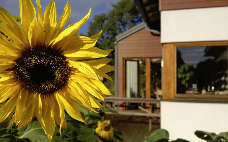 Sunflowers in Bloom