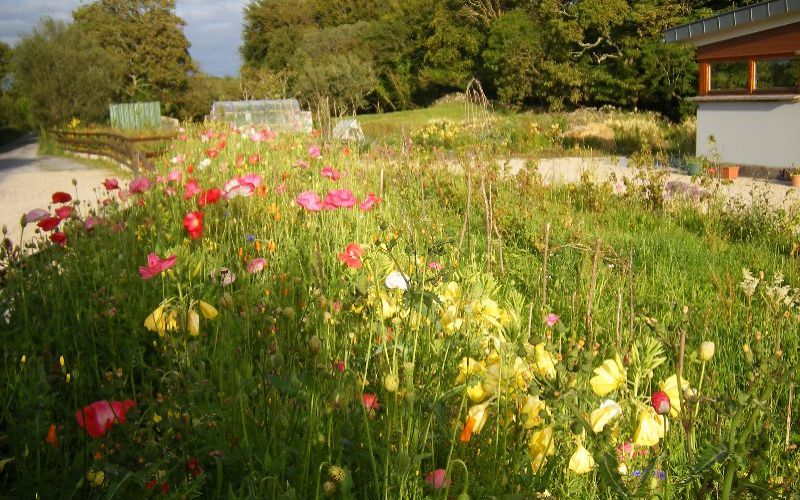 Wild Flower Meadow