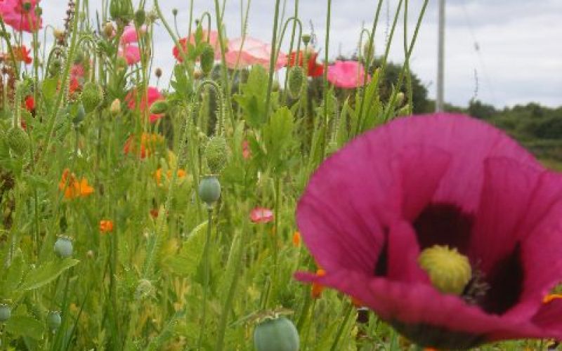 Wild Flower Meadow